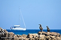 Cormorani a Orosei (40D_9557 Canon 100-400mm_2rid)